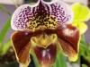 paph-fordhand-sunset