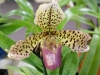paph-southern-belle