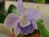 lc-mini-purple-blue-hawaii
