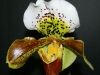 paph-great-pacific