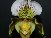 paph-how-sweet-it-is