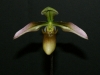 paph-wolterianum