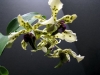 den-atroviolaceum-closeup