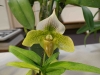 Paph Green Delight x Paph stone Lovely