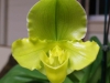 paph-olympic-mountain-x-greenvale